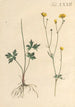 Illustratie en beschrijving populaire van achtenveertig giftige planten Pl32 - Karl Wilhelm Juch — weergave van het kunstwerk