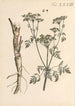 Illustratie en beschrijving populaire van achtenveertig giftige planten Pl33 - Karl Wilhelm Juch — weergave van het kunstwerk