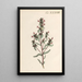 Illustratie en beschrijving populaire van achtenveertig giftige planten Pl38 - Karl Wilhelm Juch — ingelijst kunstwerk aan de muur