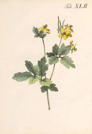 Karl Wilhelm Juch - Abbildung und populare Beschreibung von acht und vierzig Giftpflanzen Pl42.webp