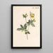 Illustratie en beschrijving populaire van achtenveertig giftige planten Pl42 - Karl Wilhelm Juch — ingelijst kunstwerk aan de muur