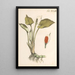 Illustratie en beschrijving populaire van achtenveertig giftige planten Pl43 - Karl Wilhelm Juch — ingelijst kunstwerk aan de muur