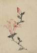 Grote roze bloem op een steel met drie extra knoppen - Katsushika Hokusai — weergave van het kunstwerk