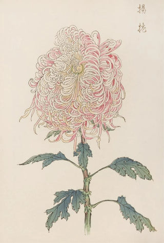 Keika Hasegawa - Keika hyakugiku Pl22.webp