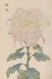 Keika hyakugiku Pl34 - Keika Hasegawa — artwork view