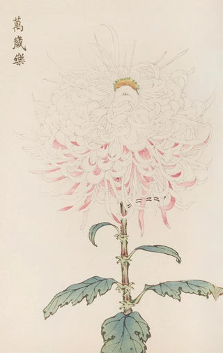 Keika Hasegawa - Keika hyakugiku Pl38.webp