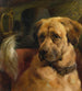 De kop van een mastiff - Edwin Douglas — weergave van het kunstwerk