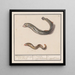 Lampetra fluviatilis en Congridae, 1 rivierlampreï met negen ogen, 2 zeeworm - Anselmus Botius de Boodt — ingelijst kunstwerk aan de muur