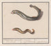 Lampetra fluviatilis en Congridae, 1 rivierlampreï met negen ogen, 2 zeeworm - Anselmus Botius de Boodt — weergave van het kunstwerk