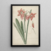 Amaryllis Haworthia Margaritiferas - Laurens Jacobsz van der Vinne — ingelijst kunstwerk aan de muur