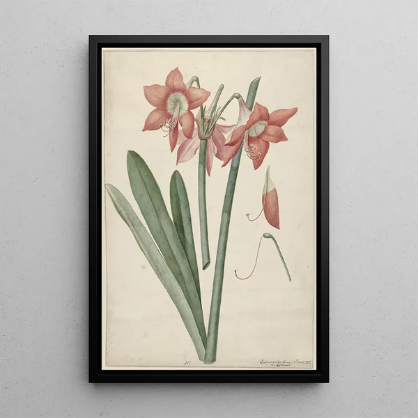 Laurens Jacobsz van der Vinne - Amaryllis Haworthia Margaritiferas.webp