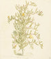 Mesembryanthemum with flowers from the Aizoaceae family - Laurens Vincentsz van der Vinne — artwork view