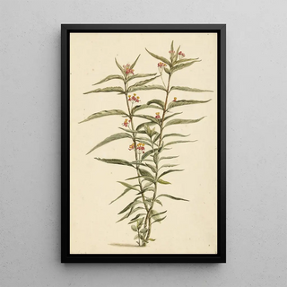 Laurens Vincentsz van der Vinne - Bloeiende frederiksbloem Asclepias curassavica.webp