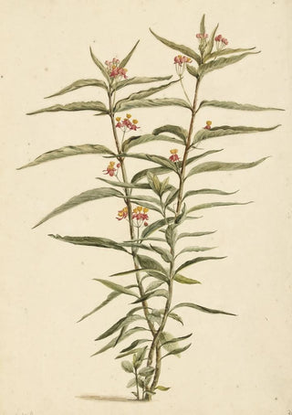 Laurens Vincentsz van der Vinne - Bloeiende frederiksbloem Asclepias curassavica.webp