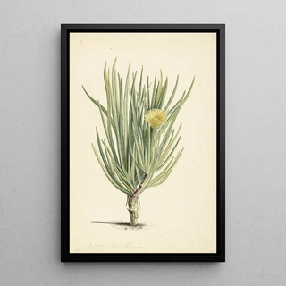 Laurens Vincentsz van der Vinne - Narrowleaved Iceplant in Bloom.webp