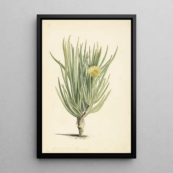 Laurens Vincentsz van der Vinne - Narrowleaved Iceplant in Bloom.webp
