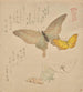 The Butterfly Cloud Painting Manual Guncho Gafu 2 - Kubo Shunman — artwork view