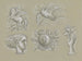 Conceptions pour un filigrane de billet de banque: Pégase, colombe, tête de femme, blason et main avec rose - Leo Gestel — weergave van het kunstwerk