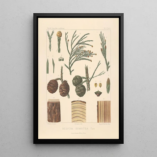 Leon Gabriel Charles Parde - Iconographie des coniferes Pl04.webp