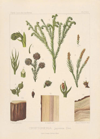 Leon Gabriel Charles Parde - Iconographie des coniferes Pl05.webp