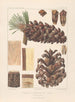 Iconographie des conifères Pl15 - Léon Gabriel Charles Parde — weergave van het kunstwerk