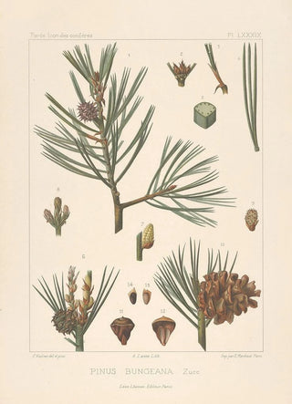 Leon Gabriel Charles Parde - Iconographie des coniferes Pl16.webp
