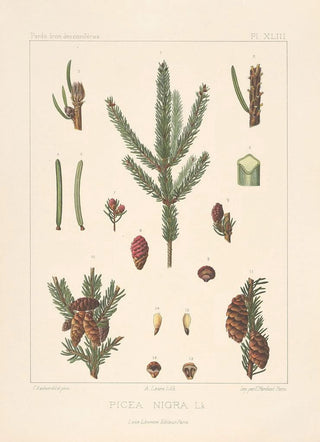 Leon Gabriel Charles Parde - Iconographie des coniferes Pl19.webp