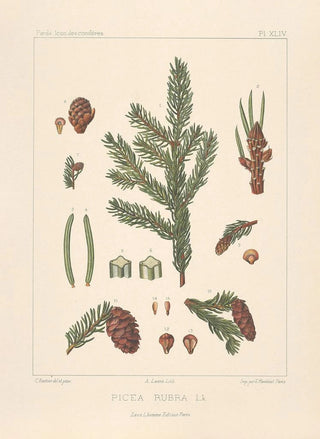 Leon Gabriel Charles Parde - Iconographie des coniferes Pl23.webp