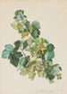 Groseilles vertes - Leopold Zinngger — weergave van het kunstwerk