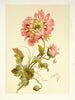 Poppies - Lilly Walther — artwork view