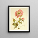 Poppies - Lilly Walther — framed artwork on a wall