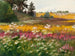 Landschap van Suvine - Lilly Walther — weergave van het kunstwerk