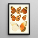 Novitates zoologicae pl 2 - Lionel Walter Rothschild — ingelijst kunstwerk aan de muur