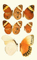 Novitates zoologicae pl 2 - Lionel Walter Rothschild — weergave van het kunstwerk