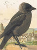 van Choucas corbeau - Léon-Paul Robert — weergave van het kunstwerk