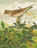Fauvette grisette - Léon-Paul Robert — weergave van het kunstwerk