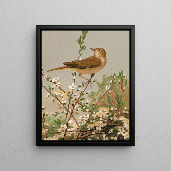 LoPaul Robert - Fauvette des jardins.webp