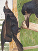 Freux corbeau - Léon-Paul Robert — weergave van het kunstwerk