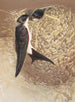 Hirondelle de fenêtre - Léon-Paul Robert — weergave van het kunstwerk