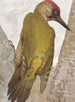 Pic vert - Léon-Paul Robert — weergave van het kunstwerk