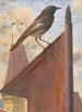Rougequeue - Léon Paul Robert — weergave van het kunstwerk