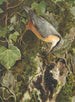Sittelle - Léon Paul Robert — artwork view