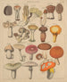 Illustraties voor de Algemene Natuurgeschiedenis van Oken voor alle klassen Pl007 - Lorenz Oken — weergave van het kunstwerk