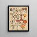 Illustraties voor de Algemene Natuurgeschiedenis van Oken voor alle klassen Pl007 - Lorenz Oken — ingelijst kunstwerk aan de muur