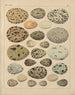 Illustraties voor de Algemene Natuurgeschiedenis van Oken voor alle klassen Pl029 - Lorenz Oken — weergave van het kunstwerk
