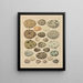 Illustraties voor de Algemene Natuurgeschiedenis van Oken voor alle klassen Pl029 - Lorenz Oken — ingelijst kunstwerk aan de muur