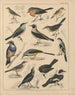 Illustraties voor de Algemene Natuurgeschiedenis van Oken voor alle klassen Pl041 - Lorenz Oken — weergave van het kunstwerk
