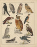 Illustraties voor de Algemene Natuurgeschiedenis van Oken voor alle klassen Pl042 - Lorenz Oken — weergave van het kunstwerk