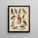 Illustraties voor de Algemene Natuurgeschiedenis van Oken voor alle klassen Pl042 - Lorenz Oken — ingelijst kunstwerk aan de muur