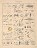 Illustraties voor de Algemene Natuurgeschiedenis van Oken voor alle klassen Pl060 - Lorenz Oken — weergave van het kunstwerk